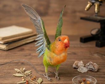 Exhibición auténtica de agapornis / Ejemplar de loro real / Pieza de historia natural con alas abiertas o cerradas