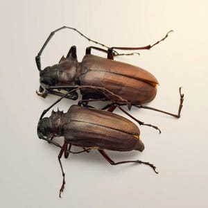 May include: Two large, brown beetles with long antennae and legs are displayed against a white background. The beetles have a dark brown exoskeleton and are positioned close together, showcasing their size and intricate details.