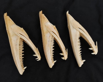 Ejemplar auténtico de mandíbula de pez lobo / Exhibición de dientes de pez natural / Hueso del cráneo de pez lobo marino / Objeto de colección de rarezas / 4,33–6,30 pulgadas