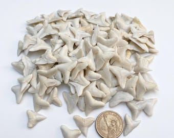Colección de dientes de tiburón auténticos / Auténtico tesoro del océano / Decoración con fósiles naturales de playa / Regalo para amantes de los tiburones / Especímenes marinos curiosos