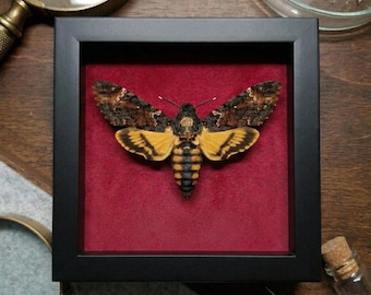 Marco para ejemplar de polilla calavera / Caja de sombras de insectos góticos / Decoración de estética oscura / Exhibición de polilla con patrón de calavera / Pieza de colección curiosa