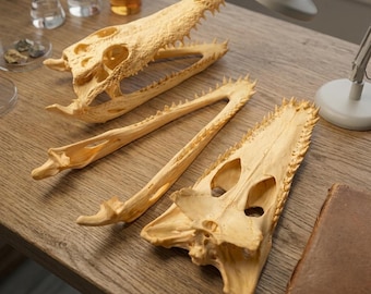 Auténtico cráneo de caimán disecado / Espécimen de osteología de hueso natural / Exhibición científica educativa / Objeto de colección para vitrina de curiosidades