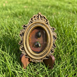 May include: An oval, antique-style frame in gold holds two iridescent green beetles. The frame is supported by a small wooden stand, set against a backdrop of green grass. The frame's ornate design adds a vintage aesthetic.