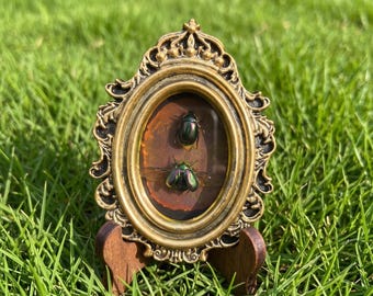 Marco ovalado para especímenes de insectos / Exhibición comparativa de escarabajos / Mini marco magnético / Decoración gótica de mesa / Pieza de colección hecha a mano