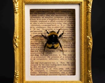 Exhibidor de abejorro real en marco dorado / Decoración magnética de especímenes de insectos / Pieza independiente de colección de naturaleza