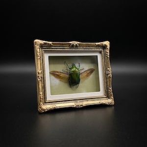 Peut inclure: Présentation encadrée d'un insecte avec un scarabée vert vif aux ailes déployées. Le scarabée est monté sur un fond vert clair dans un cadre doré orné. Le cadre est rectangulaire et présente des détails décoratifs.