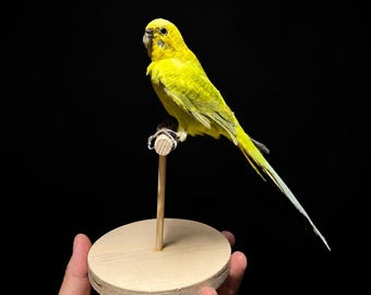 Real Yellow & Green Budgie Taxidermy | Premium Budgerigar Specimen | One-of-a-Kind Bird Mount | Exact Bird Shown
