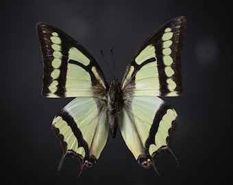 Ejemplares reales de mariposas preservadas | Colección de insectos naturales | Exhibición de mariposas de calidad A1 | Regalo decorativo de entomología
