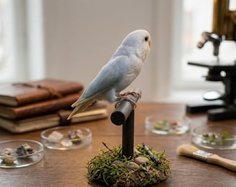 Exhibición auténtica de agapornis / Ejemplar real de loro azul / Pieza educativa de historia natural