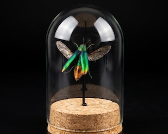 Ejemplar real de barrenador del árbol de acacia en cúpula de cristal | Exhibición de escarabajo joya metálico | Decoración de curiosidades de insectos naturales | Regalo para coleccionistas de entomología