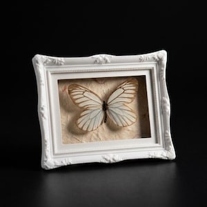White Butterfly Shadow Box | Elegant Nature Gift | Aesthetic Insect Frame | Soft Light Decor | Unique Handmade Display