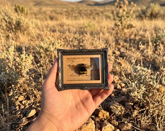 Cuadro de abejorro enmarcado / Exhibición de abeja real con fondo de escritura vintage / Decoración de pared de historia natural / Regalo para coleccionistas