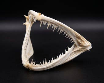 Anglerfish Jaw Bone Specimen｜Deep Sea Skeleton Display｜Natural Oddities Decor, Marine Anatomy, Dark Aesthetic Art