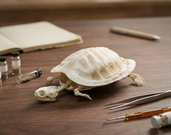 Esqueleto conservado de tortuga de orejas rojas / Espécimen de historia natural de hueso real / Decoración para gabinete de curiosidades / Regalo para coleccionistas de rarezas