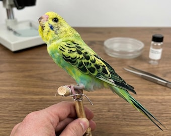 Liquidación de ejemplares reales de periquitos | Taxidermia de periquitos variada | Decoración natural y curiosa | Aves de exhibición sin montar