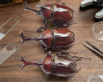 Ejemplar auténtico de escarabajo rinoceronte / Insecto natural grande / 2 opciones de tamaño: 2,4–2,7 pulgadas / 2,8–3,0 pulgadas / Taxidermia para exhibición, colección y estudio