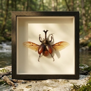 May include: A framed display of a preserved beetle. The beetle has a dark brown body and tan wings with brown veins. The dark brown square frame is set against a neutral background. The wings are spread wide.