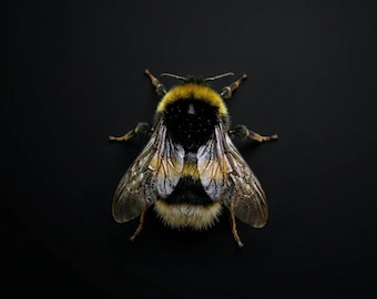 Real Bumblebee Queen Specimens | Open Wing or Closed Wing | 1 / 5 / 10 / 20 / 30 Piece Set | Large Bees for Display, Resin, Study & Art