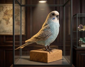 Ejemplar disecado de periquito azul auténtico / Exhibición ética de aves periquito / Decoración natural con aves / Pieza de colección única