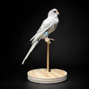 May include: A taxidermy budgerigar with white plumage and subtle light blue accents on its wings and underbelly. The bird is perched on a thin wooden dowel attached to a circular, light-colored plywood base, facing toward the right side.