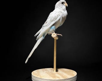 Real White & Blue Budgerigar Taxidermy | One-of-a-Kind Premium Budgie Specimen | Exact Bird Shown | Ethically Sourced Bird Mount