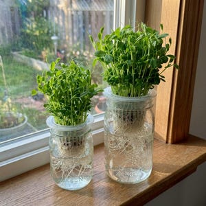 Può includere: Due barattoli Mason in vetro trasparente con piante verdi germogliate. I barattoli sono appoggiati su un davanzale di legno, con una scena esterna luminosa visibile attraverso la finestra. Le piante hanno radici lunghe e sottili visibili nell'acqua.