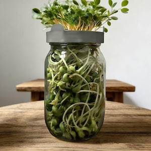 Puede incluir: Un tarro de cristal transparente lleno de brotes verdes. El tarro tiene una tapa gris y está sobre una superficie de madera. Los brotes son de un color verde vibrante, lo que sugiere un enfoque en la alimentación saludable y la jardinería.
