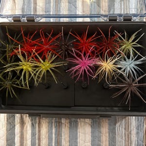 May include: A rectangular gray plastic storage box containing multiple multi-colored fishing lures. Each lure features a central spherical body with numerous thin, radiating tentacles in various colors including red, yellow, pink, blue, and dark brown.
