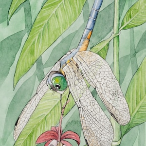Libellule bleu Dasher avec asclépiade des marais, carte de correspondance de 5 x 7 po. de ma peinture aquarelle originale
