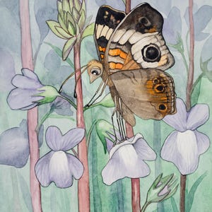 Buckeye commun avec le lin de crapaud, carte de correspondance de 5 "x 7" de ma peinture d'aquarelle originale