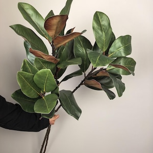 Könnte beinhalten: Ein Bund künstlicher Ficusblätter mit großen, glänzenden grünen Blättern und braunen Akzenten. Die Kunstpflanze hat mehrere Stiele und wird vor einem neutralen Hintergrund gehalten. Ideal für die Inneneinrichtung.