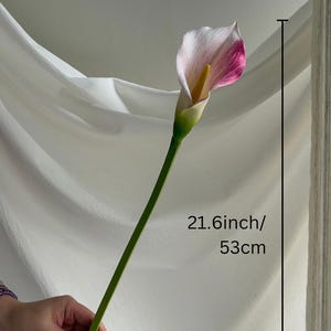 May include: A single artificial calla lily flower with a white and magenta petal and a yellow spadix, featuring a green stem. The flower measures 21.6 inches in total length, as indicated by the measurement text printed on the image.