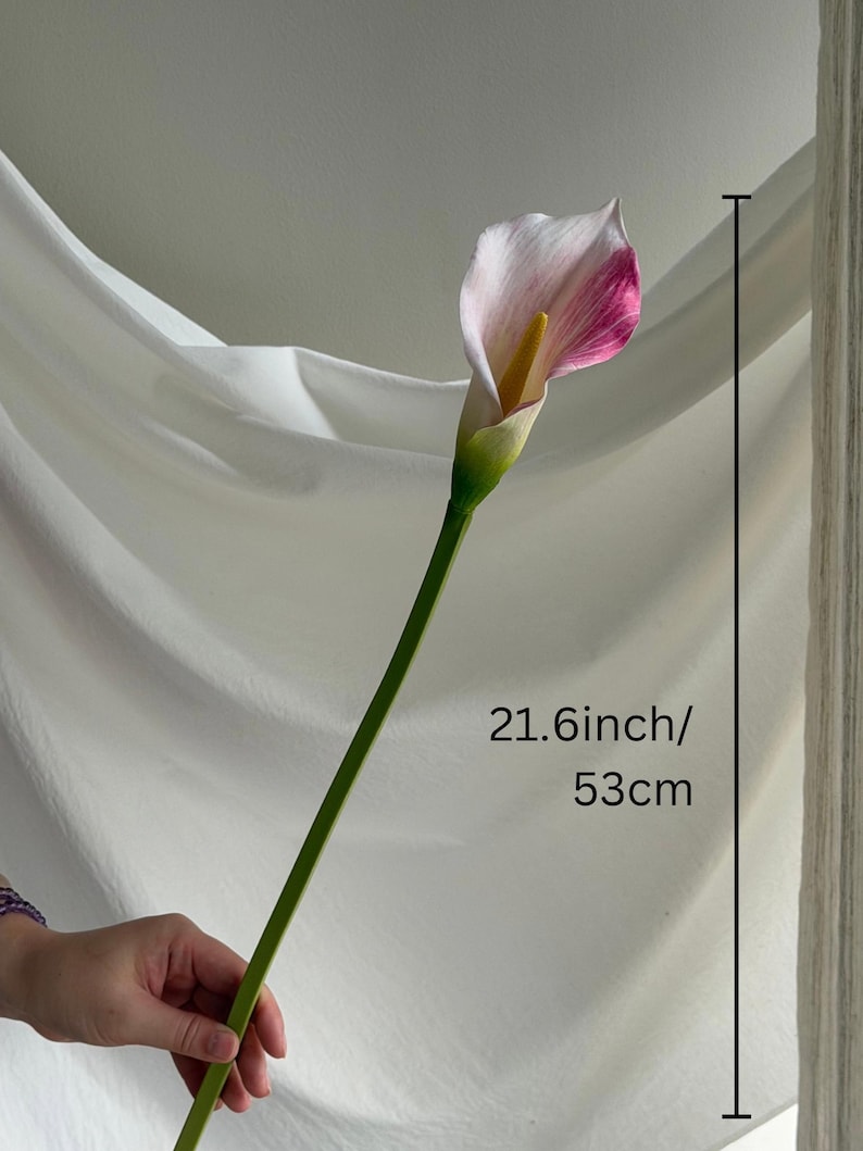 May include: A single artificial calla lily flower with a white and magenta petal and a yellow spadix, featuring a green stem. The flower measures 21.6 inches in total length, as indicated by the measurement text printed on the image.