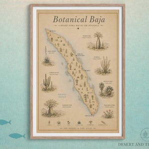 Puede incluir: Un mapa botánico enmarcado titulado Botanical Baja, A Desert Flora Map of the Peninsula. El mapa presenta ilustraciones de varias plantas del desierto, incluyendo el árbol Boojum, el cactus Cardón y el árbol elefante, sobre un fondo beige.