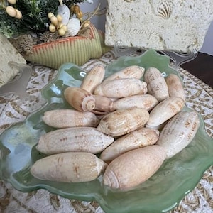 May include: A collection of beige and brown seashells in a light green, leaf-shaped glass dish. The shells are oval-shaped with a smooth texture. The dish sits on a woven mat, with a decorative seashell arrangement in the background.