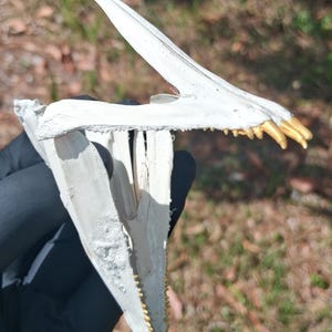 Op de afbeelding: Een wit, botachtig object, mogelijk een kaakbeen, met goudkleurige tanden. Het object heeft een gekartelde rand en een gebogen, puntige verlenging. De achtergrond is wazig, met hints van groen en bruin.