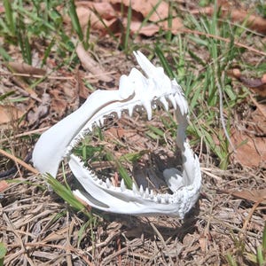 May include: A white, detailed replica of a jawbone, featuring sharp teeth and intricate bone structure. The jaw is set against a backdrop of dry grass and foliage, suggesting a natural or archaeological theme.