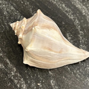 May include: A large, cream-colored seashell with a spiral tip and a wide, textured body. The shell has subtle brown and tan markings and is resting on a dark, speckled surface. This natural item is perfect for beach-themed decor.