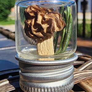 May include: A clear glass jar with a silver metal screw-top lid containing a single dried brown morel mushroom and several thin green pine needles inside. The jar is transparent, showcasing the textured, honeycomb-like cap of the mushroom.