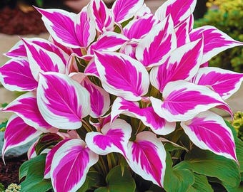 Rosa weiße Hosta-Samen - herzförmige seltene Schattenstaude
