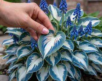 Seltene Blue & White Variegated 200 Hosta-Samen | Schatten liebende mehrjährige Pflanze | Exotischer Garten Laub | Einfach zu züchtende Zierfunkfunke