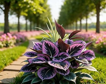 Lila-schwarze Funkie Samen - Schatten Garten Laubpflanze