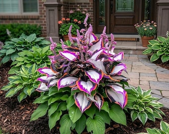 200+ Purpur-weiße bunte Hosta-Samen-Schatten mehrjährige Garten-Laubpflanze