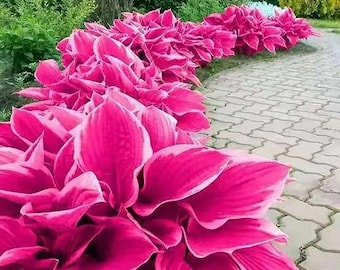 Rosa Hosta Pflanzensamen Exotische Schatten Gartenblumen