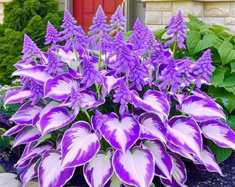 200 lila weiße Hosta Samen seltene mehrjährige Pflanze