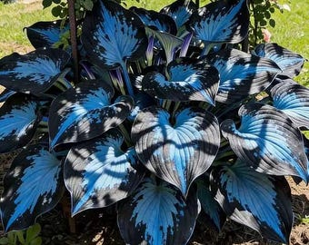 Midnight Funky Samen | Seltene Erbstück Schatten Staude (200+ Samen)