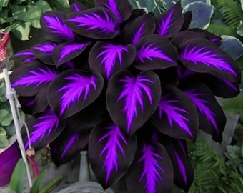 Seltene lila schwarze Funkie Samen 200 Shade Gartenpflanze