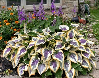 200+ Purpur-weiße Creme variierte Hosta-Samen-Schatten beständige Garten-Laubpflanze