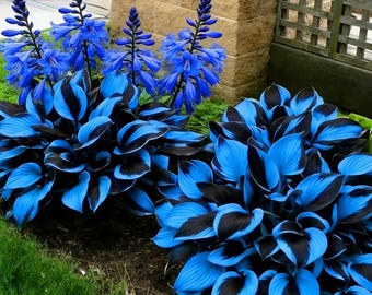 200 seltene blau schwarze Funky Samen | Schatten liebende mehrjährige Zierpflanze | Garten Laub Samen