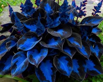 Hosta Samen Blue Midnight 200+ | Seltene Blaue Funky Pflanze | Schatten liebende mehrjährige Blumensamen | Outdoor Garten Landschaftsgestaltung Pflanzen